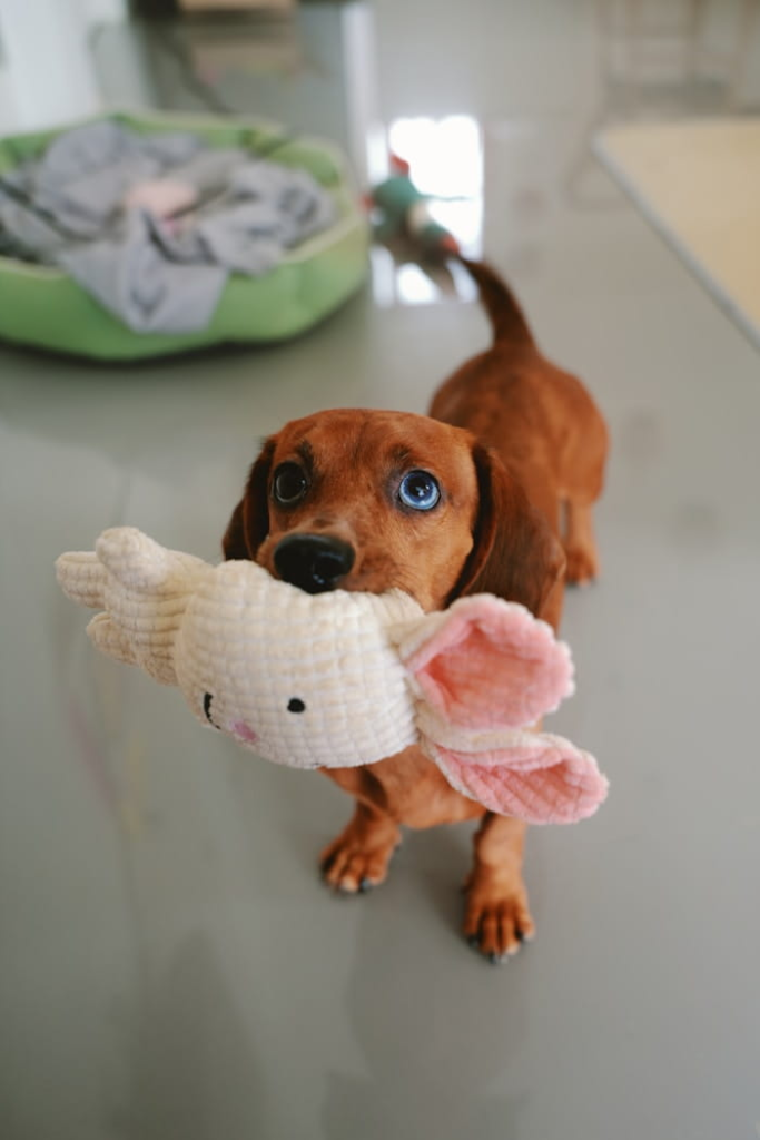 Durable Rope Toy